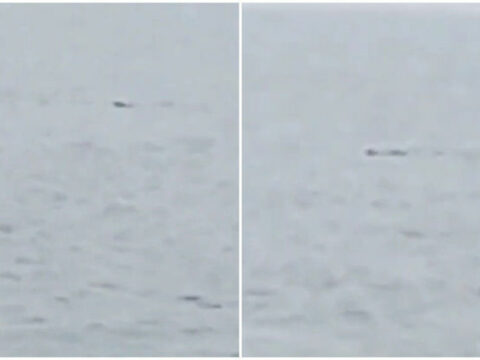 Şəmkir su anbarında nəhəng ilan görünüb?