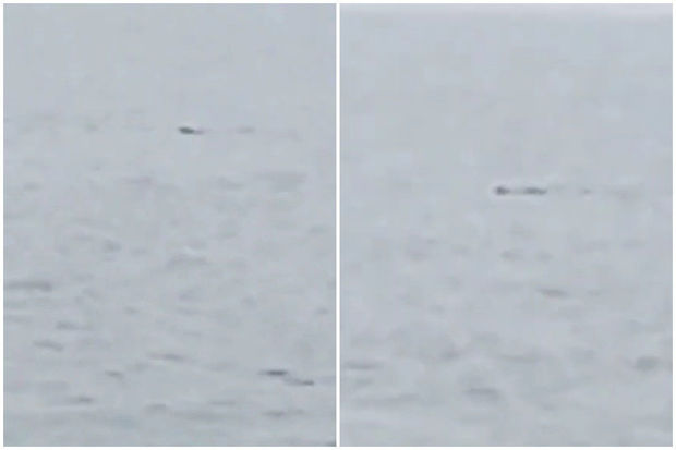 Şəmkir su anbarında nəhəng ilan görünüb?