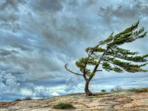 Qərb bölgəsində küləkli hava ciddi fəsadlar törədib, elektrik verilişində fasilələr yaranıb