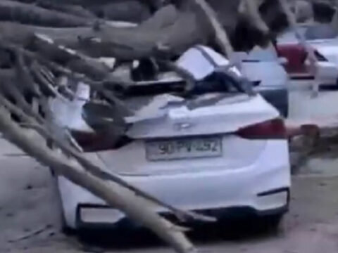 Bakıda güclü külək ağacı avtomobillərin üzərinə aşırdı