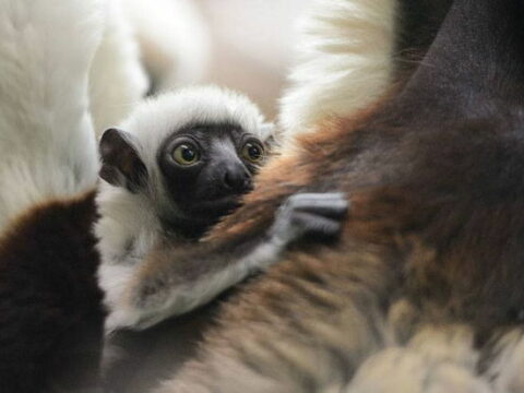 Nəsli kəsilməkdə olan növün taleyi 120 qramlıq canlının əlində