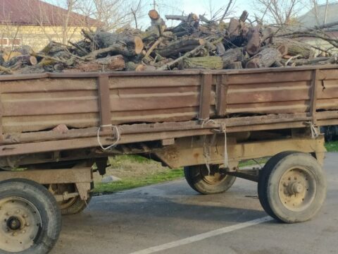 İmişlidə ağacları kəsən şəxs məsuliyyətə cəlb olunub