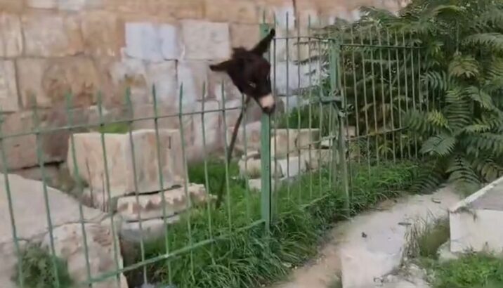 “Yəhudi ulağın başını kəsərək müsəlman qəbiristanlığının hasarından asıb…”