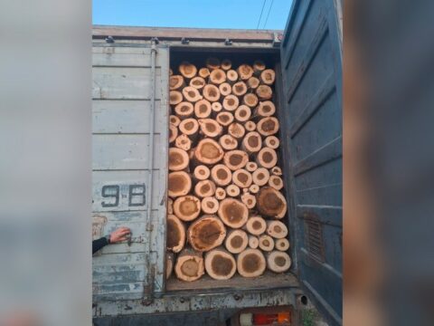 İmişlidə qanunsuz olaraq ağac kəsən şəxs məsuliyyətə cəlb olunub