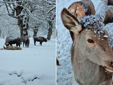 Göygöl və Şahdağ Milli Parklarından qar görüntüləri