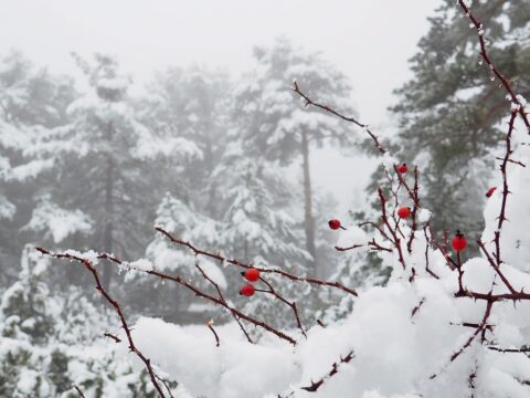 Ən çox qar yağan ərazilər açıqlandı