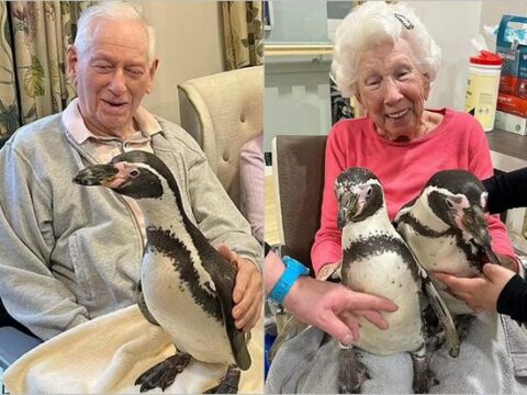Tənha qocalara pinqvin sürprizi: Britaniyadan maraqlı kadrlar