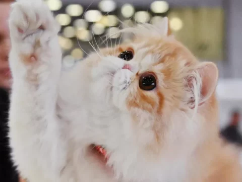 “”Meqqi” adlı super pişik epilepsiya tutmalarını səkkiz saat öncə hiss edir…”