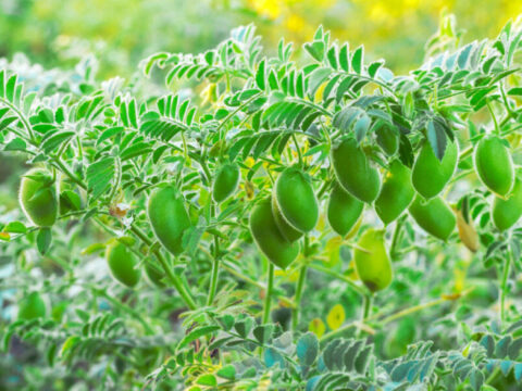 Ay torpağında noxud yetişdirildi