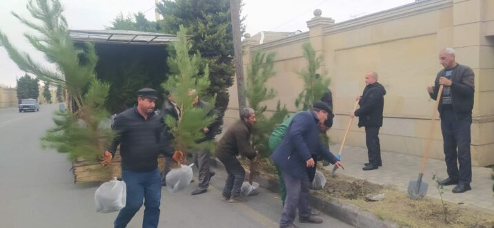 Bərdədə yeni yaşıllıq zolaqları salınır Bərdədə yeni yaşıllıq zolaqları salınır