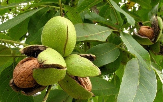Saçınız tökülür? – Yaşıl qoz qabığı köməyinizə çatacaq
