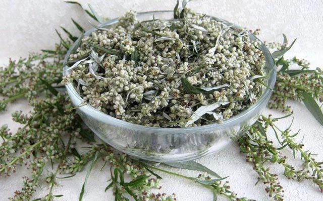 Azərbaycanda bitən bu bitki koronavirusun dərmanı ola bilər
