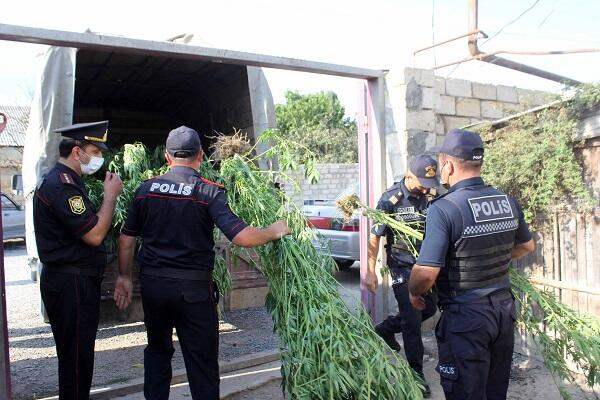 Qaxda 1 ton 700 kq çətənə kolu məhv edildi