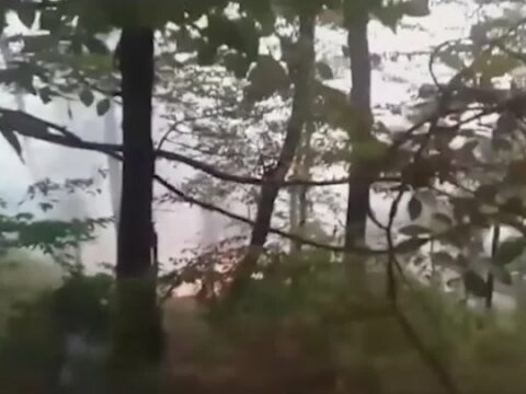 Zaqatalada meşə yanğını nəzarətə alındı 