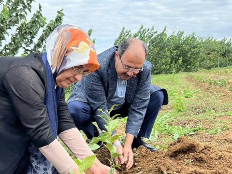 Türkiyə səfiri Lənkəranda çay tingi əkdi