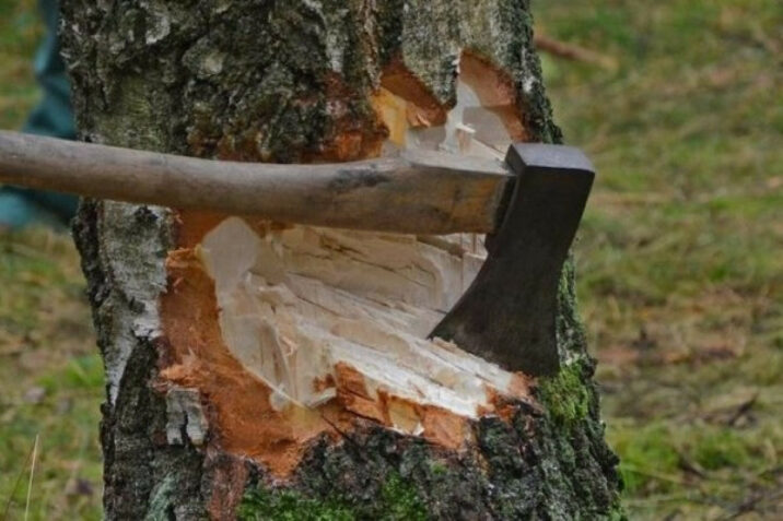 Tovuz və İsmayıllıda ağac kəsənlər CƏRİMƏLƏNDİ
