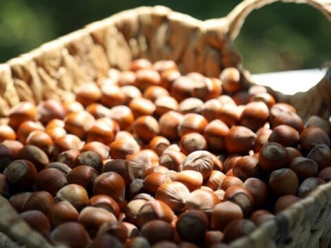 Zaqatalada fındıq yarmarkası keçirilir | Report.az