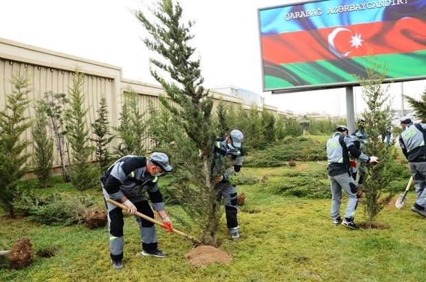 Yaşıllığı azalan Bakı fəlakətli əraziyə çevrilib