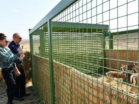 “Bu gün ceyranların öz tarixi areallarına qaytarılması üçün əlimizə tarixi fürsət keçib”