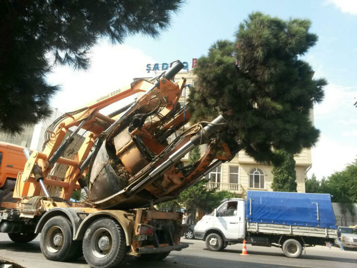 Bakıda daha bir ərazidə ağaclar kütləvi KÖÇÜRÜLÜR