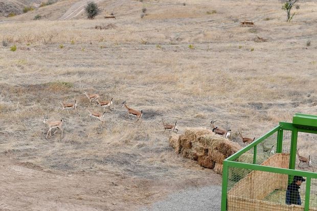 Nazirlikdən Cəbrayıla buraxılan ceyranların təhlükəsizliyi ilə bağlı AÇIQLAMA