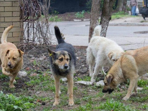 İnsanlara hücum edən küçə itləri