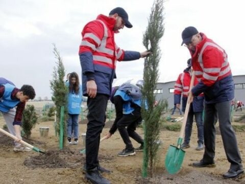 Bütün regionlarda genişmiqyaslı ağacəkmə tədbirləri davam edir