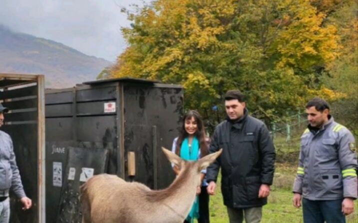 Leyla Əliyeva Şahdağ Milli Parkına marallar buraxdı
