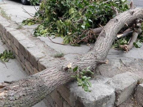 Qusar sakini aşan ağacın altında qalıb öldü 