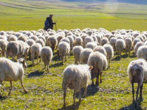Çoban fermadan 73 baş qoyun oğurladı