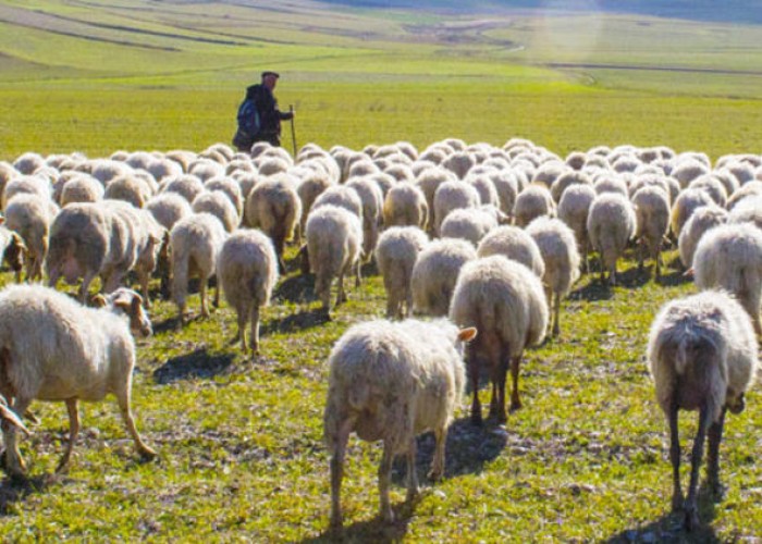 Çoban fermadan 73 baş qoyun oğurladı