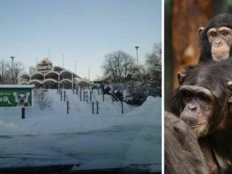 Zooparkdan qaçan 4 şimpanze öldürüldü