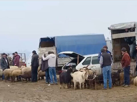 Bayramqabağı ətin qiyməti artdı, qoyun 200, quzu 230 manat oldu – VİDEO