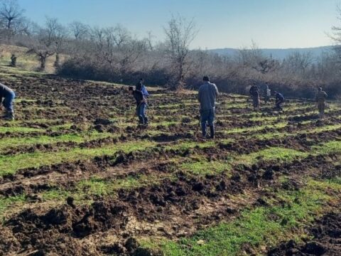 Meşəbərpa tədbirləri bayram günlərində də davam etdirilir