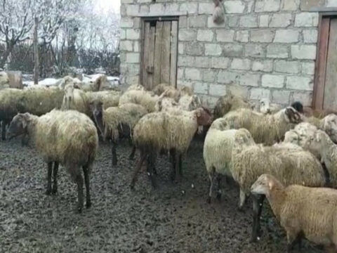 Fermadan heyvan oğurlayanlar TUTULDU