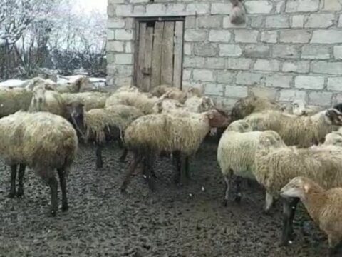 Bərdədə mal-qara oğurluğunda şübhəli bilinən qrup üzvləri saxlanılıblar