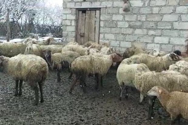 Bərdədə mal-qara oğurluğunda şübhəli bilinən qrup üzvləri saxlanılıblar