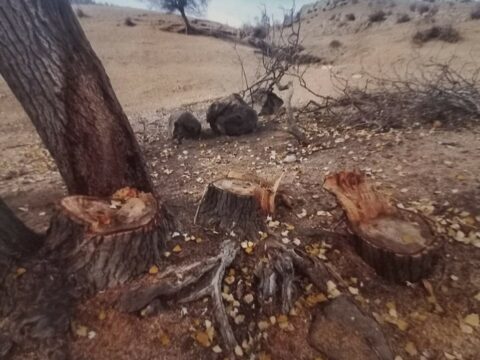 Göygöldə qanunsuz ağac kəsməkdə şübhəli bilinən şəxs saxlanılıb