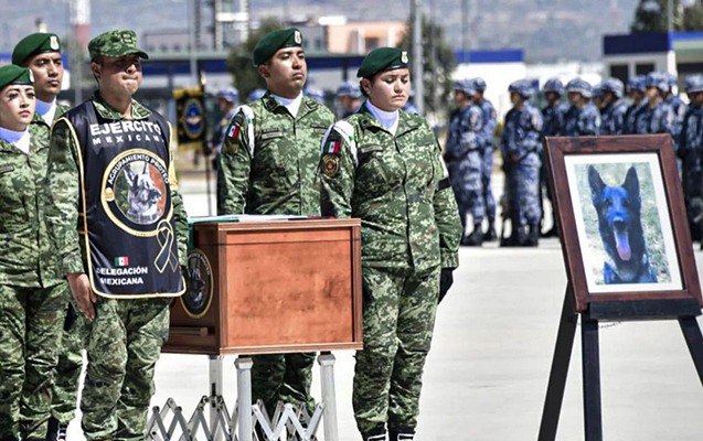 Türkiyədə ölən it Meksika bayrağında dəfn edildi