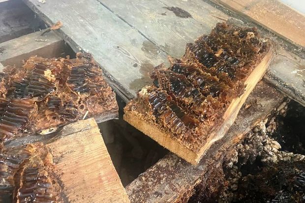 Arılar britaniyalı ailənin evini nəhəng pətəyə çevirdi – FOTO
