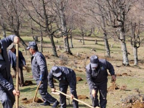 Yaz ağac əkini mövsümündə meşə fondu torpaqlarında 800 mindən çox ağac əkilib