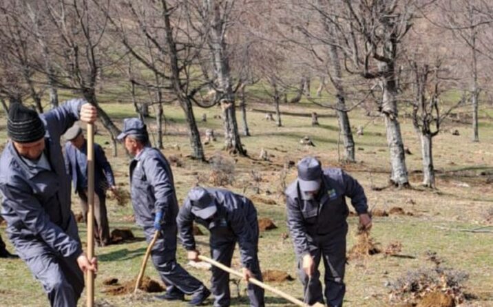 Yaz ağac əkini mövsümündə meşə fondu torpaqlarında 800 mindən çox ağac əkilib