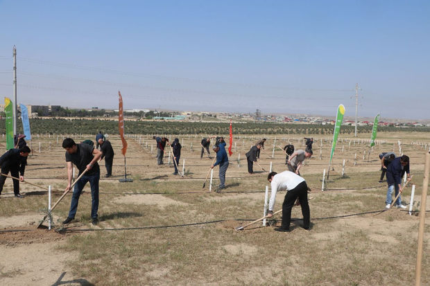 Heydər Əliyevin 100 illik yubileyi ilə əlaqədar ağacəkmə tədbirləri davam edir