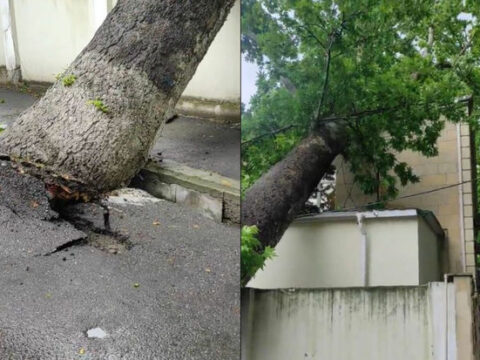Azərbaycanda irigövdəli ağac məhkəmə binasının üzərinə aşıb