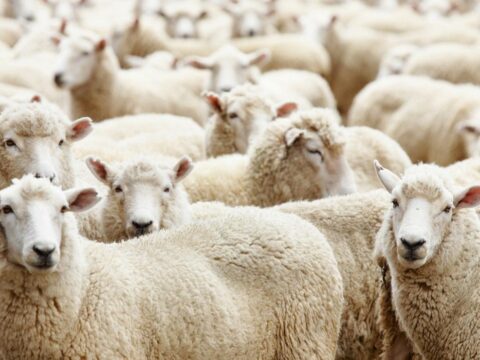 Qurban bayramı ilə bağlı fətva verildi
