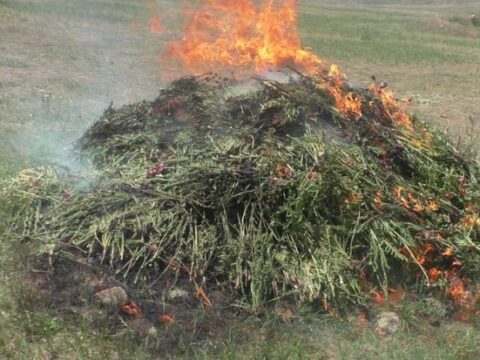 Yardımlıda 1,5 tondan artıq xaşxaş kolu məhv edilib