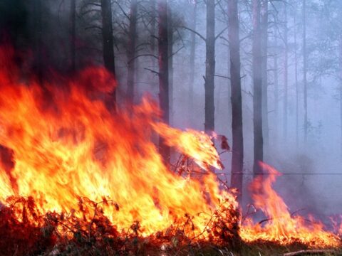 Yunanıstanda son 24 saatda 46 meşə yanğını baş verib