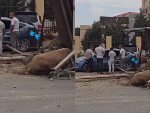 Bakıda “Prius” heyvan aparan yük avtomobili ilə toqquşdu, tıxac yarandı