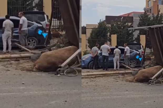 Bakıda “Prius” heyvan aparan yük avtomobili ilə toqquşdu, tıxac yarandı