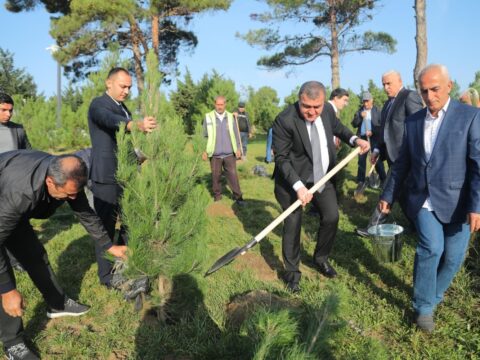 Xətaidə ağacəkmə aksiyası keçirildi- Fotolar